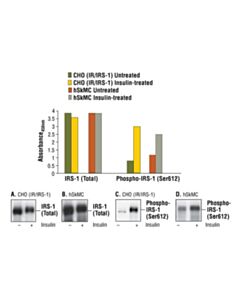 Cell Signaling Pathscan Total Irs-1 Sandwich ELISA Kit