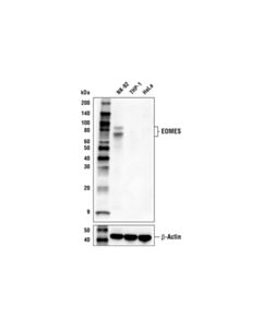 Cell Signaling Eomes (E4z4x) Rabbit mAb