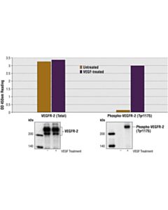 Cell Signaling Pathscan® Total Vegfr-2 Sandwich ELISA Kit