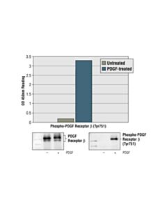 Cell Signaling PathScan® Phospho-PDGF Receptor beta (Tyr751) Sandwich ELISA Kit