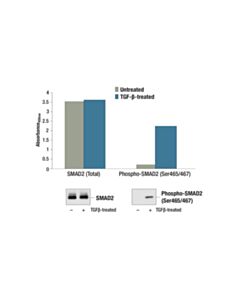 Cell Signaling Pathscan Phospho-Smad2 (Ser465/467) Sandwich ELISA Kit