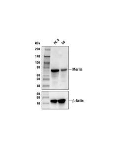 Cell Signaling Merlin (D3s3w) Rabbit mAb (Biotinylated)