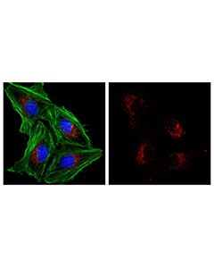 Cell Signaling LAMP1 (D2D11) Rabbit Monoclonal Antibody (Alexa Fluor ® 647 Conjugate)