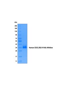 Cell Signaling Human CD3 zeta (R52-R164)-Whitlow Recombinant Protein Quantitative Control