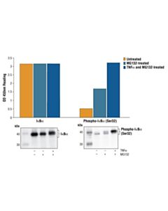 Cell Signaling Pathscan® Total Ikappabalpha Sandwich ELISA Kit