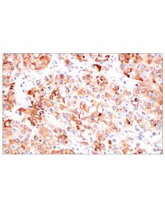 Cell Signaling Fgl1 (E7c1q) Xp Rabbit mAb