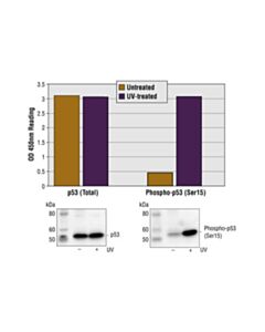 Cell Signaling PathScan ® Phospho-p53 (Ser15) Sandwich ELISA Kit