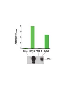 Cell Signaling Pathscan Total Cd31 (Pecam-1) Sandwich ELISA Kit