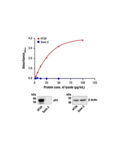 Cell Signaling Pathscan® Total P53 Sandwich ELISA Kit