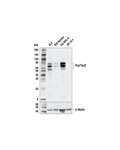 Cell Signaling Tox/Tox2 (E6i3q) Rabbit mAb