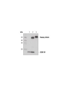 Cell Signaling Protein A Magnetic Beads