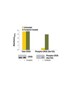 Cell Signaling PathScan ® Total CREB Sandwich ELISA Kit
