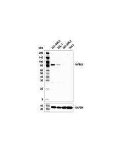 Cell Signaling MPEG1 (F1S7U) Rabbit mAb; 20 µl