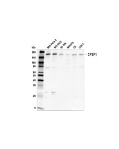 Cell Signaling Cpsf1 Antibody