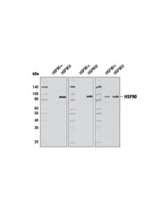 Cell Signaling HSP90beta (D3F2) Rabbit mAb 20 uL