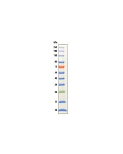 Cell Signaling Color-Coded Prestained Protein Marker, Broad Range (10-250 Kda)