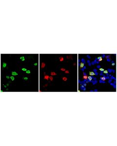 Cell Signaling DYKDDDDK Tag (D6W5B) Feline Chimeric mAb (Binds to same epitope as Sigma-Aldrich Anti-FLAG M2 antibody)