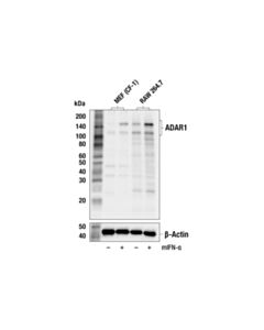 Cell Signaling ADAR1 (F4J9Q) Rabbit mAb