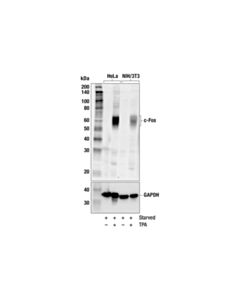 Cell Signaling c-Fos (E7L5L) Mouse mAb 20 uL