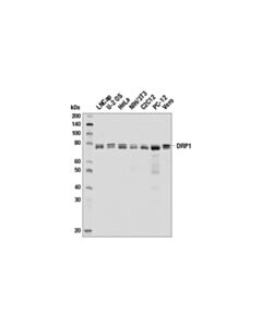 Cell Signaling Mitochondrial Dynamics Antibody Sampler Kit Ii