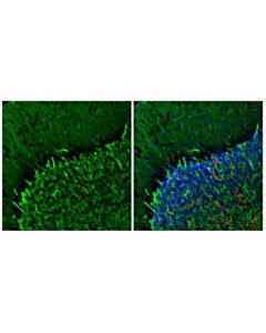 Cell Signaling AQP4 (E4B6T) Mouse mAb 20 uL