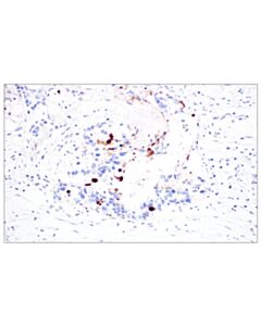 Cell Signaling Cleaved Caspase-3 (Asp175) (D3e9) Rabbit mAb (BSA And Azide Free)