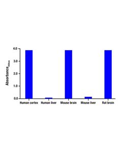 Cell Signaling Myelin Basic Protein Matched Antibody Pair