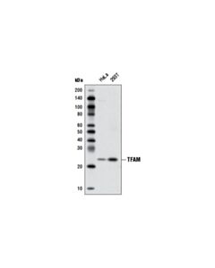Cell Signaling Tfam Antibody