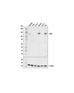 Cell Signaling Jak2 (E4Y4D) Mouse mAb 20 uL