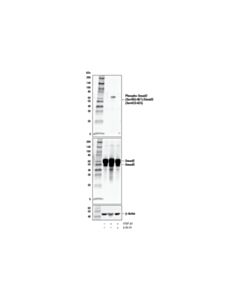 Cell Signaling A 83-01