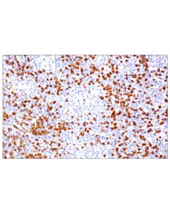 Cell Signaling CD235a/Glycophorin A (JC159) Rabbit mAb