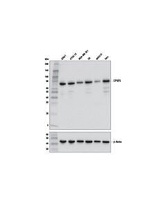 Cell Signaling Cpsf6 Antibody