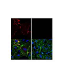 Cell Signaling Cd31 (Pecam-1) (89c2) Mouse mAb (Alexa Fluor 594 Conjugate)