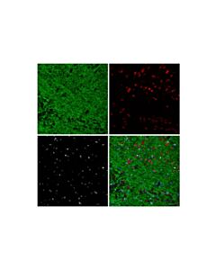 Cell Signaling Myelin Basic Protein (D8X4Q) XP ® Feline Chimeric mAb