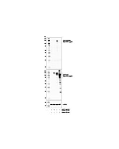 Cell Signaling Enpp3/Cd203c Antibody