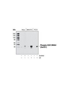 Cell Signaling Phospho-SEK1/MKK4 (Ser257) (C36C11) Rabbit mAb (BSA and Azide Free)