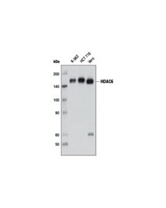 Cell Signaling Hdac6 (D2e5) Rabbit mAb