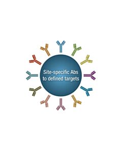Cell Signaling PTMScan Multi-Pathway Enrichment Kit 1 Kit