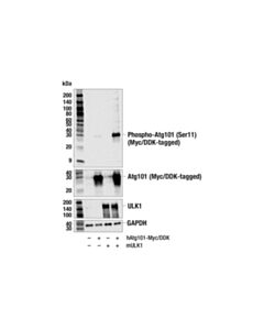 Cell Signaling Phospho-Atg101 (Ser11) (E5z5a) Rabbit mAb