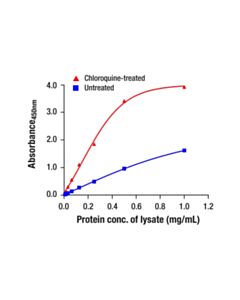 Cell Signaling LC3A Matched Antibody Pair