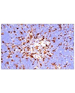 Cell Signaling Galectin-3/Lgals3 (E7b6r) Rabbit mAb (BSA And Azide Free)