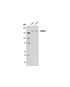 Cell Signaling HDAC6 (D21B10) Rabbit mAb 20 uL