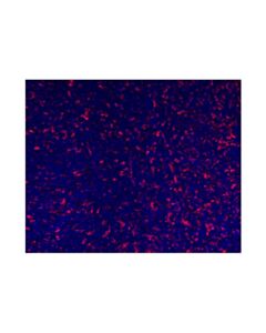Cell Signaling CD206/MRC1 (E6T5J) Rabbit Monoclonal Antibody (Alexa Fluor® 555 Conjugate)