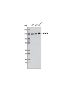 Cell Signaling Hdac4 (D15c3) Rabbit mAb