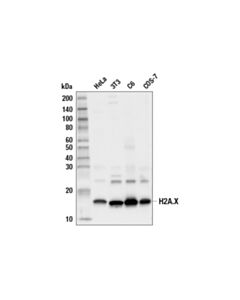 Cell Signaling Histone H2a.X (D17a3) Xp Rabbit mAb