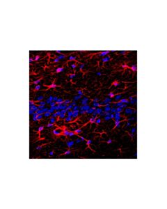 Cell Signaling Goat Anti-Feline IgG (H+L) Antibody (Alexa Fluor® 647 Conjugate); 1.5 mg
