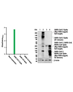 Cell Signaling Fastscan Sars-Cov-2 Spike Protein ELISA Kit