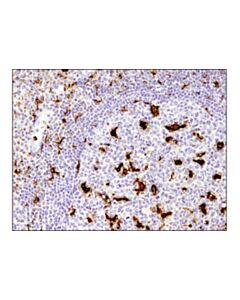 Cell Signaling Cd68 (D4b9c) Xp Rabbit mAb