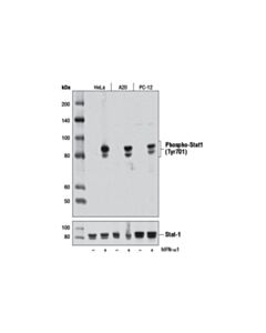 Cell Signaling Phospho-Stat1 (Tyr701) (D4a7) Rabbit mAb