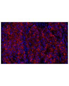 Cell Signaling N-Cadherin (D4R1H) Rabbit Monoclonal Antibody (Alexa Fluor ® 647 Conjugate) (IHC Formulated)